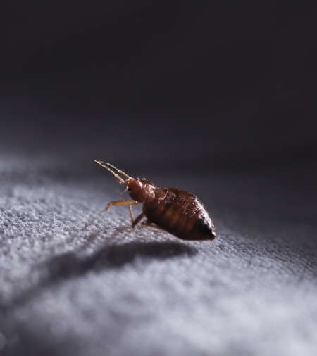 Bed-Bugs-Control-Services
