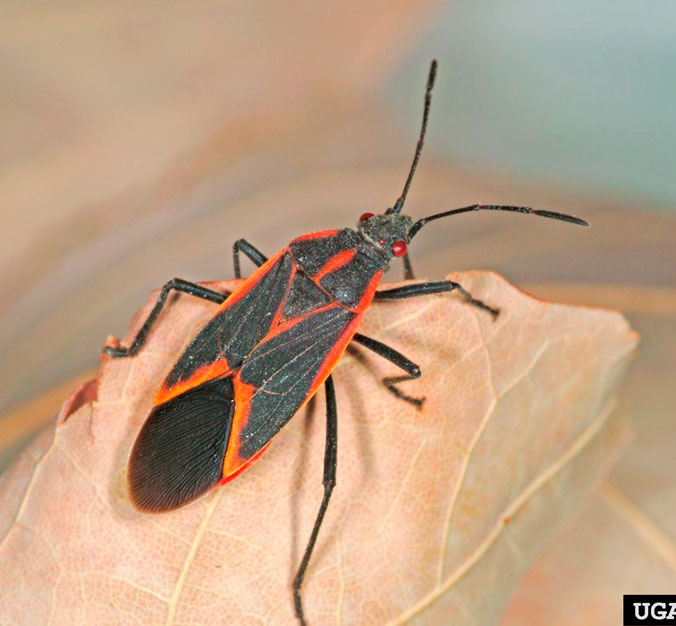 Box-Elder-Bugs