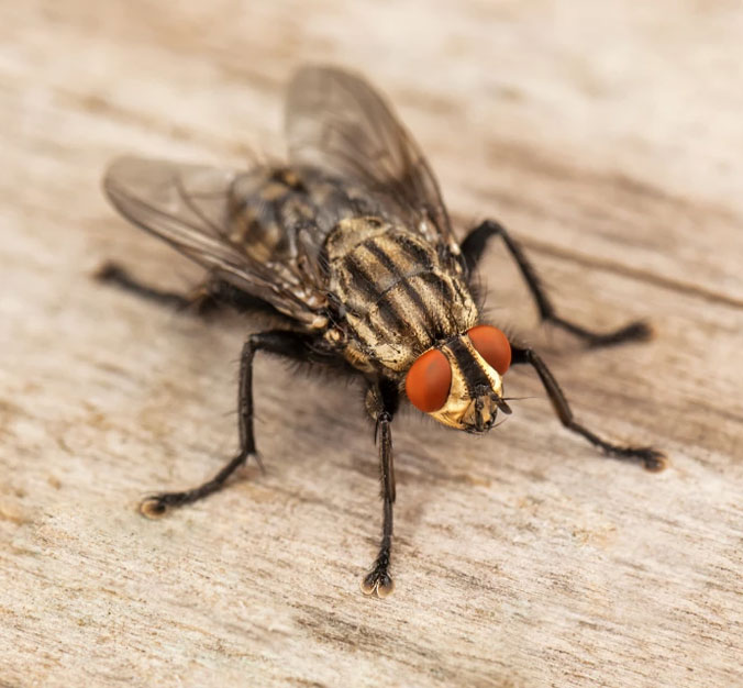 Fly-Control-Services