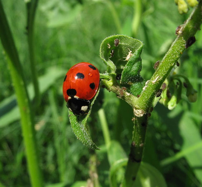 Lady-Bug
