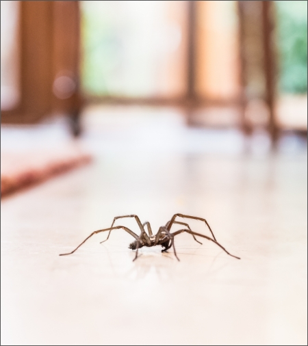 Spider-Control-Services