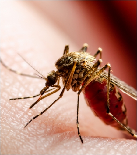 Stinging-Control-Services